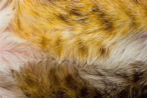 Close-up of cat fur for texture or background 1952552 Stock Photo at ...