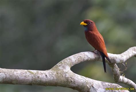 Pin op Scharrelaars - Rollers - Coraciiformes - Coraciidae