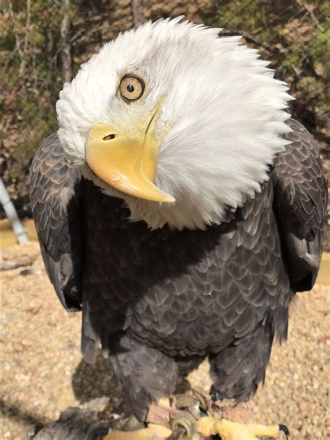 As a species of sea eagle, fish make up a significant portion of bald eagle diets. However, bald ...