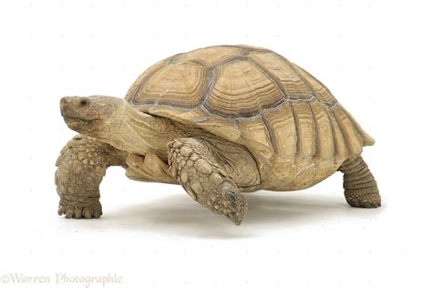 Tortoise PNG Transparent Images, Pictures, Photos