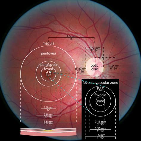 Fovea centralis – AnthroWiki