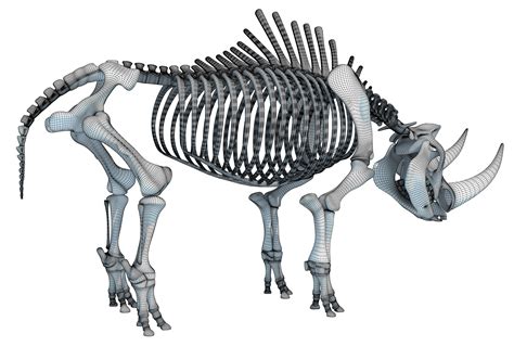 Rhino Rhinoceros Skeleton - 3D Animal Skeleton Models – 3D Horse