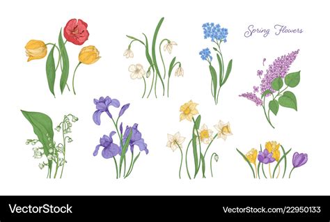 Bundle of natural drawings of spring flowers Vector Image