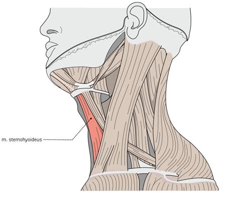 sternohyoid muscle - Chronic Pain Relief