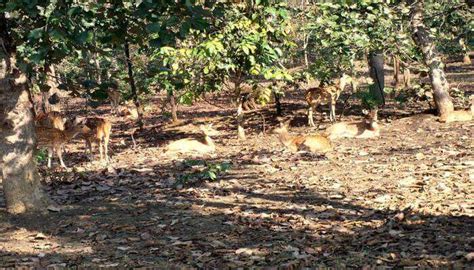 6 Best Wildlife Sanctuaries In Maharashtra To Explore In 2023!