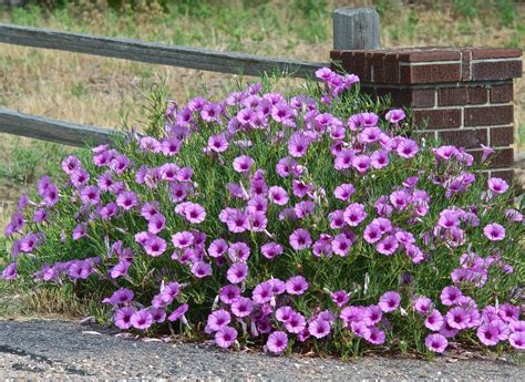 Hardy Bush Morning Glory Ipomoea leptophylia - 8 Seeds