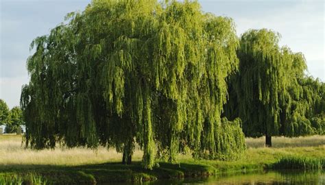 Types of Willow Bushes and Trees | Sciencing