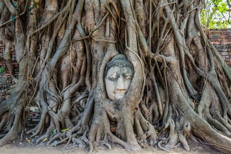 Buddha Head Banyan Tree Wat Mahathat Ayutthaya Bangkok Thailand Royalty ...