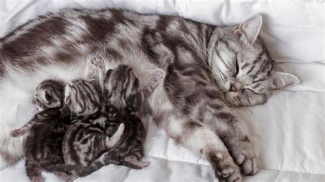 How Long Are Cats Pregnant? (Cat Pregnancy Guide) – Forbes Advisor