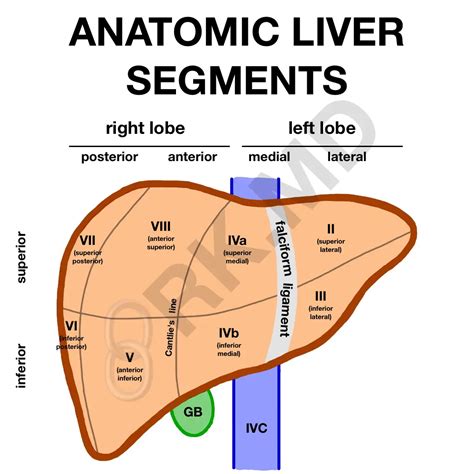 Anatomic Liver Segments | RK.MD