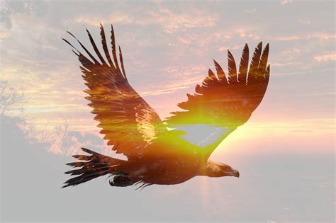 Eagle Sunset – Craig Boase