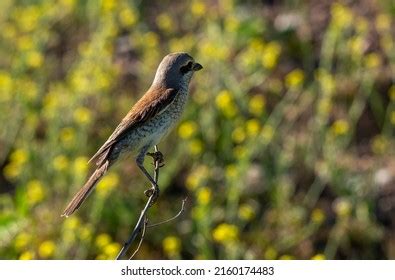 Female Red Backed Shrike Bird On Stock Photo 2160174483 | Shutterstock