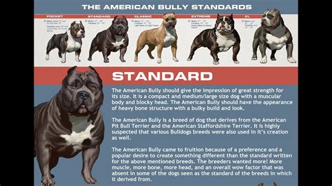 23+ American Bully Standard - l2sanpiero