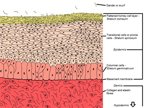 Integumentary (surface of the bird) - Poultry Hub Australia