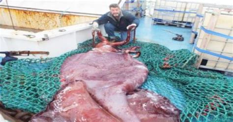 NZ scientists examine giant squid caught in Antarctica' Ross Sea — MercoPress