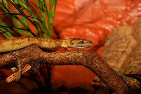 Here Are The 4 Steps You Need To Make Your Snake Habitat | PawTracks