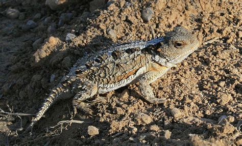 Canadian scientists work to save endangered blood-squirting lizard