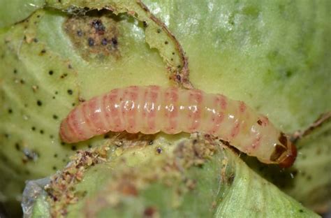 Pink bollworm / Pectinophora gossypiella - BioChemTech