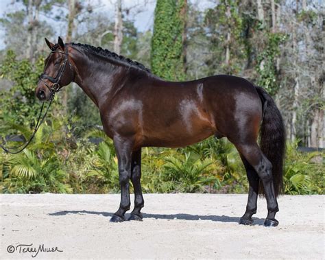 Steeped in Luck - Stallion AI Services - Elizabeth Bellavance & Keith ...