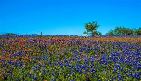 Bluebonnet Festival Texas 2024 - Lucky Kevina