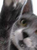 scratch cat iPhone Live Wallpaper - Download on PHONEKY iOS App