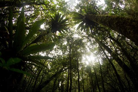 Rainforest-Canopy-Kerinci - Wild Sumatra