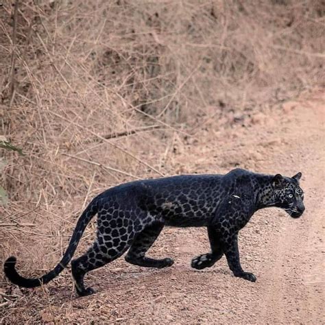 A sleek, and stunning melanistic leopard, often referred to as a black panther or black leopard ...