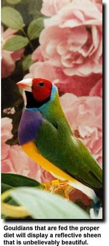 Gouldian Finch Diet - Lady Gouldian Finch Supplies USA - Glamorous ...