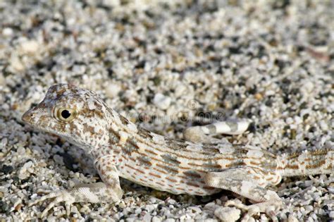 Lizard Camouflage Stock Photography - Image: 33221372