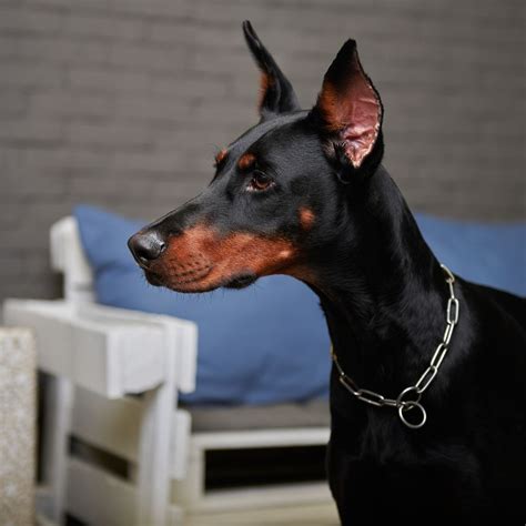 The Three Types of Doberman Ear Cropping Styles