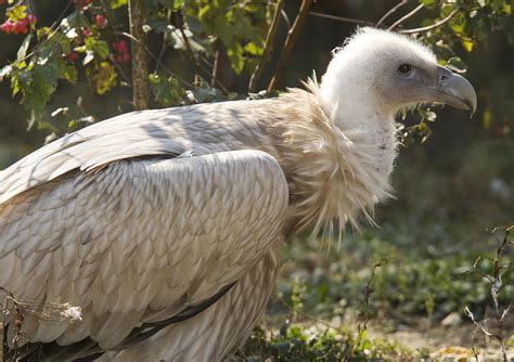 Himalayan Griffon Vulture Photograph by Bob Gibbons - Fine Art America