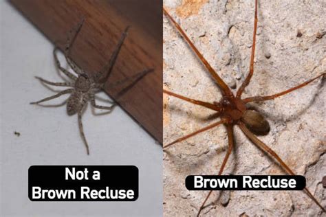 How to Identify a Brown Recluse Spider - Plunkett's Pest Control