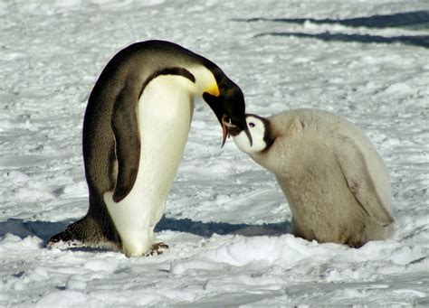 Emperor Penguin Chick Feeding Photograph by Carole-Anne Fooks