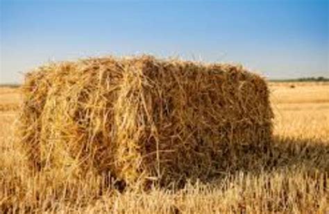 Hay making: How to make good quality - FarmKenya Initiative