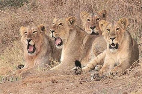 Gujarat’s Gir National Park lion safari reopens | Online Tour Guide