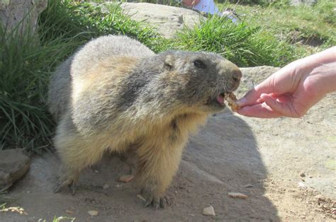 Fat Marmot by JCFox on DeviantArt