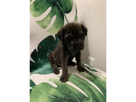 8 Shar-pei puppies for sale Minneapolis - Puppies for Sale Near Me