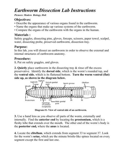 Earthworm Dissection Diagram Labeled