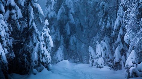 Nordic Forest wallpaper - backiee