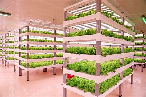 INDOOR FARMING GAINING POPULARITY | The Star