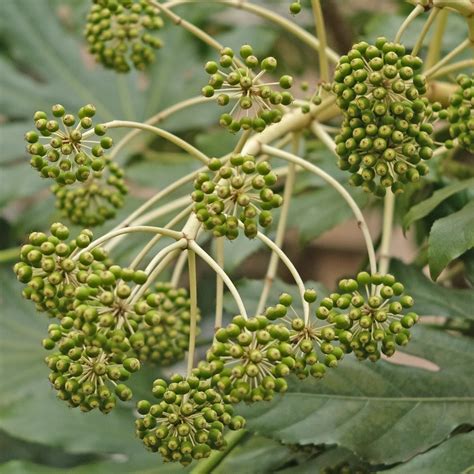 Japanese Aralia