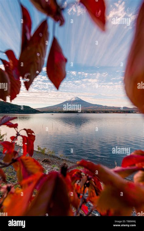 Mount Fuji and Lake Kawaguchiko in Autumn Leaves Stock Photo - Alamy