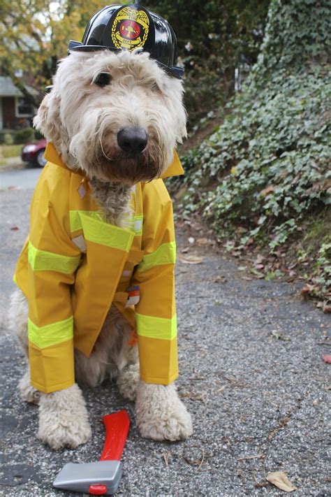 Firefighter Dog Costume | Terms of Use: Please consider link… | Flickr