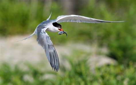 Common Tern | Audubon Field Guide