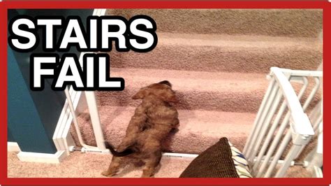 PUPPY STAIRS FAIL - rescue puppy dog falls down stairs - try not to ...