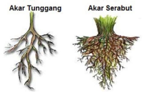 Beda Akar Monokotil dan Dikotil (236)