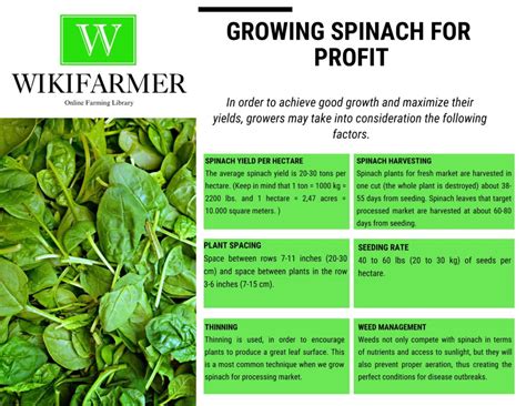 How to Grow Spinach - From Seeding to Harvesting - Wikifarmer