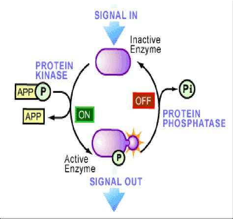 Figure1. protein phosphorylation and dephosphorylation. Protein... | Download Scientific Diagram