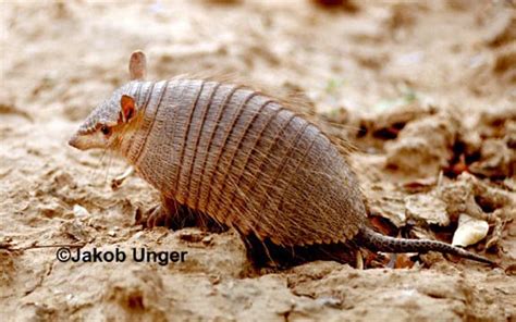 Armadillo Species