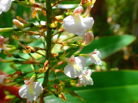 Alpinia caerulea – Coolum Native Nursery